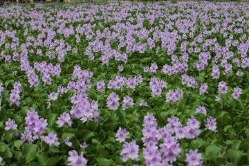 本薬師寺跡のホテイアオイ