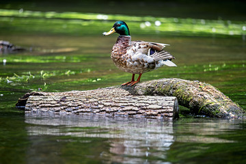 male mallard standing on a fallen tree trunk with a white feather on his beak