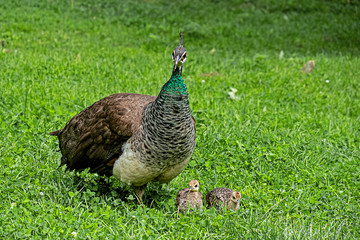mother peacock with two chicks
