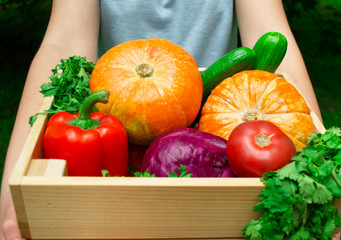 Harvest: close-up of vegetables in a wooden box, which holds someone in blue - red cabbage, pumpkins, bell peppers, cucumbers, tomatoes and cilantro greens on a background of bright green grass