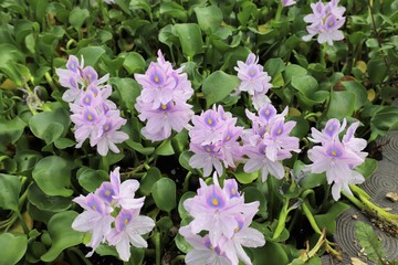 本薬師寺跡のホテイアオイ