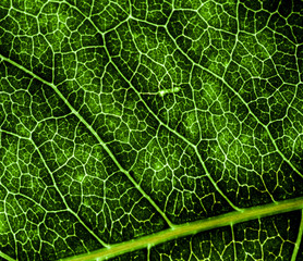 Background image of a leaf of a tree close up. A green leaf of a tree is a big magnification. Macro shooting.