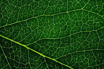 Background image of a leaf of a tree close up. A green leaf of a tree is a big magnification. Macro shooting.