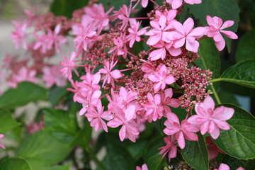 紫陽花　スミダノハナビ