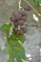 winogron ,gronowy, winorośli, gronowy, owoc, wina, winnica, zieleń, kiść