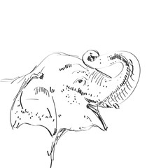 portrait of an elephant, head with a raised trunk sketch, black contour isolated on white background. simple art, wealth symbol. Can be used for Card banner template, copy space. Vector