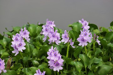 本薬師寺跡のホテイアオイ