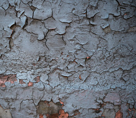 Texture of an old wall covered with paint. Background image of a worn paint coated surface