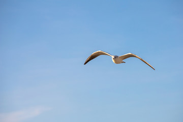 Obraz premium white seagull in flight against the blue sky