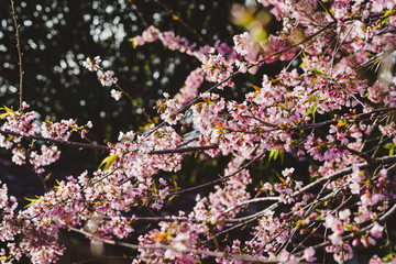 Árvore Cerejeira Florida na Primavera 