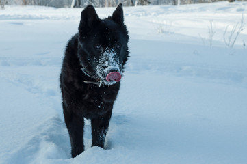 Black German shepherd with tongue out in a winter sunny day.