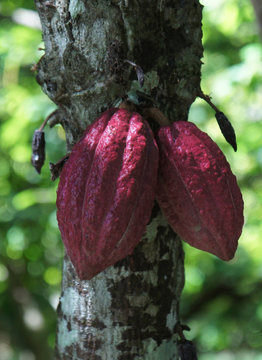 Red Cocoa Pod Growing on Tree
