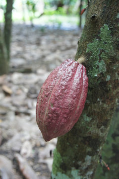 Cocoa Growing