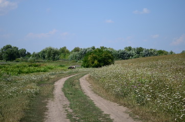 Summer landscape road in the field with glass and flowers