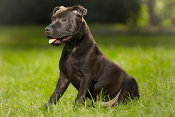 Staffordshire bull terrier male puppy three months old in park