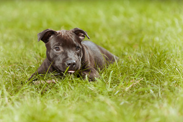 Staffordshire bull terrier male puppy three months old in park