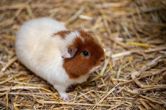 Full body of white-brown domestic guinea pig (Cavia porcellus) cavy on the straw