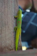 Gold Dust Day Gecko Climbing Table