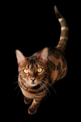 Bengal cat looking curious up to the camera. Isolated on black background.