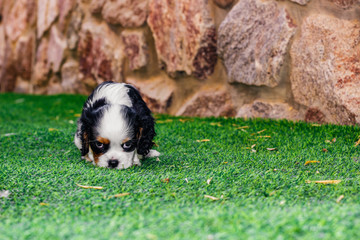 Naklejka na ściany i meble offended look by cute King Charles Cavalier puppy who sit on a back yard green grass space with stone wall unfocused background 