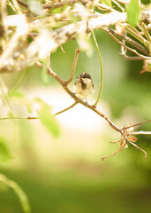 Moineau domestique
