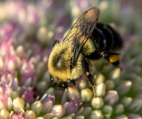 bee on a yellow flower