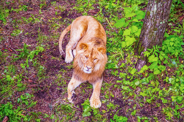 lion in the forest