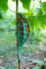 Metachrosis Green Red Chameleon climbing a tree