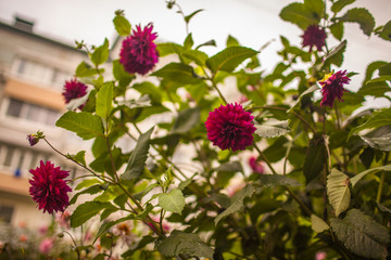 flowers in the garden