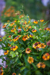 orange flowers in the garden
