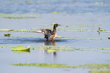 ferruginous pochard, aythya nyroca