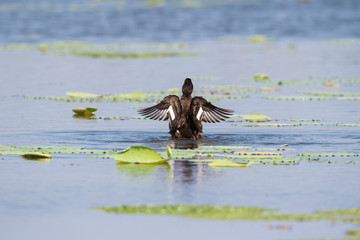 ferruginous pochard, aythya nyroca