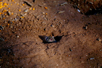 Rat on the Hole