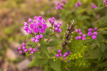 purple flowers in the garden