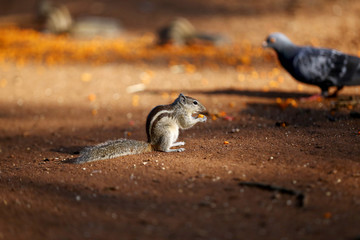 Squirrel eating