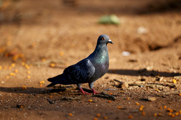Pigeon 