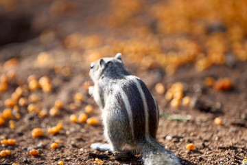 Indian Palm Squirell 