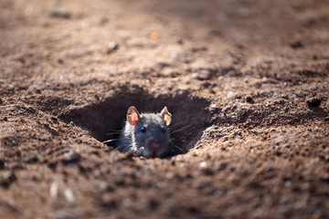 Rat on the Hole