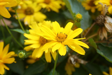 Beautiful yellow False Sunflower (Heliopsis helianthoides) blooming in field