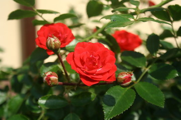Garden roses: close-up, unopened buds, in bloom