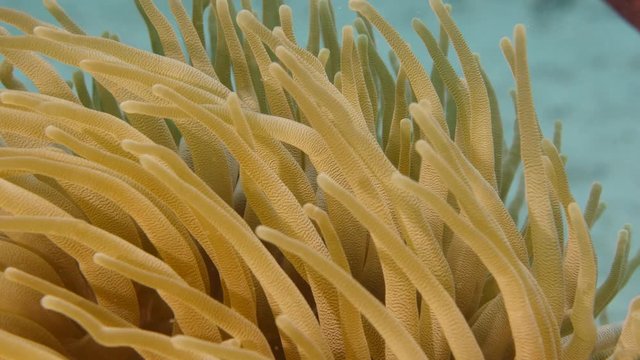 Close up of Sea Anemone in coral reef of the Caribbean Sea