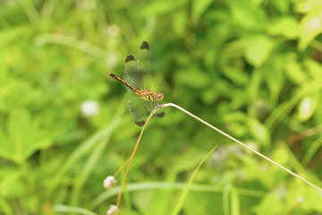 A Japanese dragonfly in the country road side