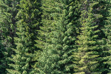 Texture. Fir forest in Transylvania (Romania), forming a pattern.