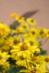 Yellow garden flower - smooth oxeye, false sunflower (Heliopsis helianthoides) close-up
