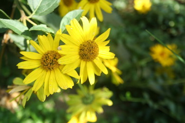 Yellow garden flower - smooth oxeye, false sunflower (Heliopsis helianthoides) close-up