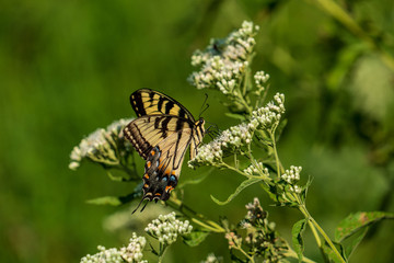 butterfly
