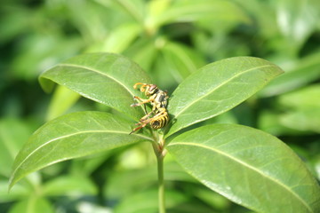 Dead wasp on the green leaf