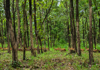 Obraz premium Gazelle or Hog deer in the wild