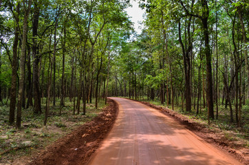 Dirt road in to forest