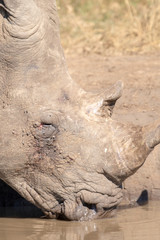 Closeup of a white rhinoceros with an injured eye drinking at a waterhole.